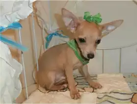 Homme bienvenus chiot Chihuahua Pour Noë