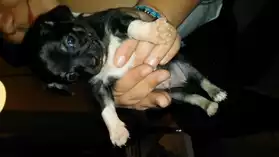 Chiot chihuahua pure race