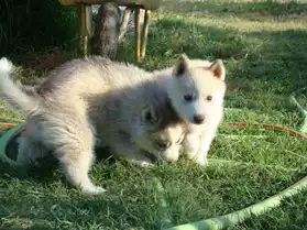 a vendre trois chiot husky sibérien