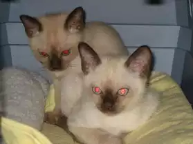 Rare et adorable chaton tonkinois pour a