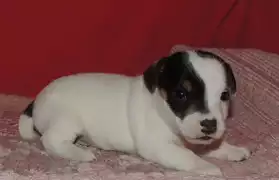 A donner petit chiot type jack Russell