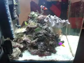 Aquarium 60L eau de mer complet + vivant