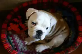 English Bulldog Noël Beau pour adoption
