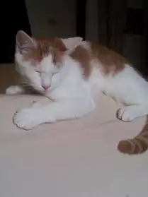 chat roux et blanc