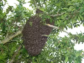 Enlèvement gratuit d'essaim d'abeilles
