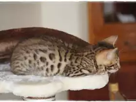Magnifique chaton bengal