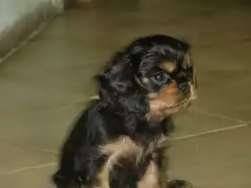 chiots cavalier king charles