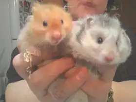 Hamster angora et leur cage