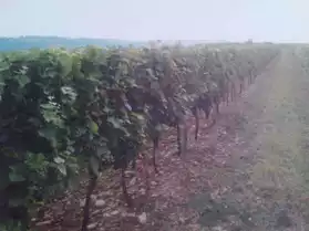 parcelle vigne