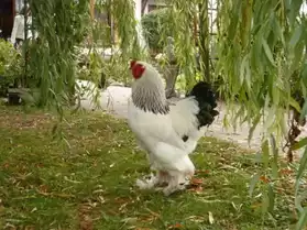 poules et coq d ornement