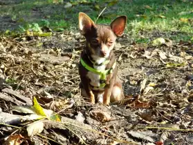 Étalon Chihuahua testé pour saillie