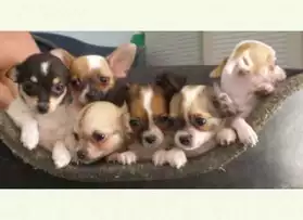 A Donner Superbes bebes chihuahua