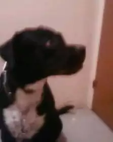 Dogue Argentin Croisé Labrador