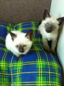 a vendre 2 chatons femelles siamoise