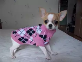 A vendre Chihuahua