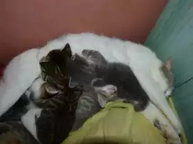 Jeunes chatons à réserver