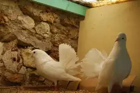 a vendre couple de pigeon pean blanc