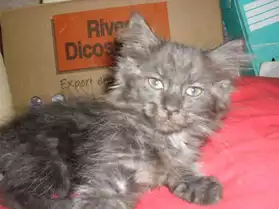 2 chatonnes type mainecoon non loof