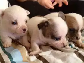 adorables femelles type chihuahua