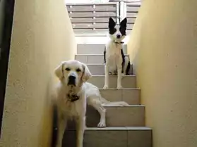 Garde familiale pour chiens sans box