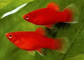 platy rouge