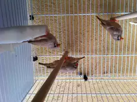 3 femelles mandarins couleur isabelle