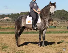 EXCEPTIONNEL cheval pure race espagnol d