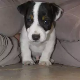 Chiot jack russel L.O.F