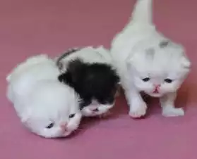 chatons persans