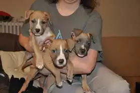Chiots LOF American staffordshire terrie