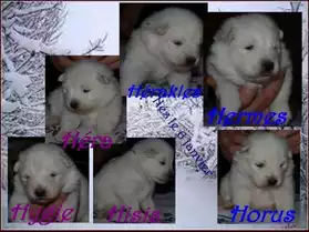 A reserver Chiots Samoyede Lof