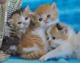 Adorables chatons persans