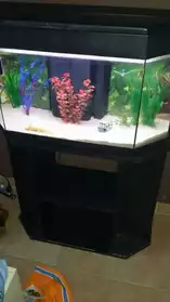Aquarium 80L avec meuble.