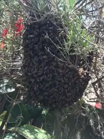 Apiculteur récupére gratuitement abeille