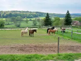 chevaux, poneys