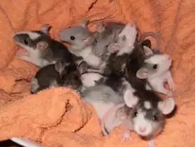 bébés rats et leur maman!