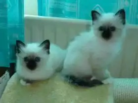 4 magnifiques chatons Sacre de Birmanie