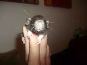 bébé rat