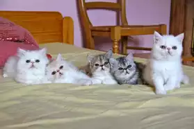 4 superbe chaton Persan