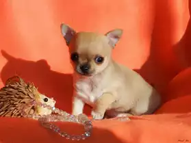 Chihuahua femelle pc inscrite au LOF