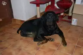 Chien type Rottweiler femelle 17 mois