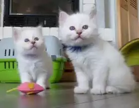 deux adorables chatons sacre de birmanie