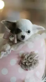 Adorable chihuahua pour adoption