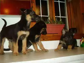Adorables chiots type bergers allemands