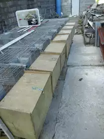Cages en grillage pour élevage lapin