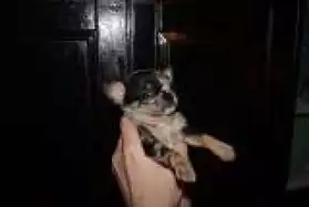 DON CHIOT TYPE CHIHUAHUA
