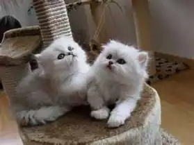 deux magnifiques bébés persans chinchill