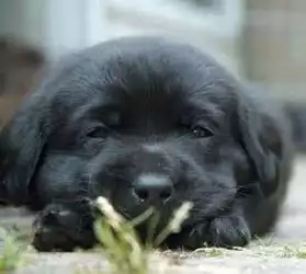 magnifique chiot labrador noir à adopter