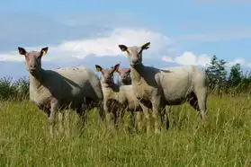 Moutons charolais