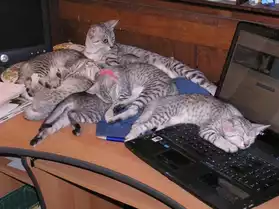 4 magnifiques chatons Mau Egyptian